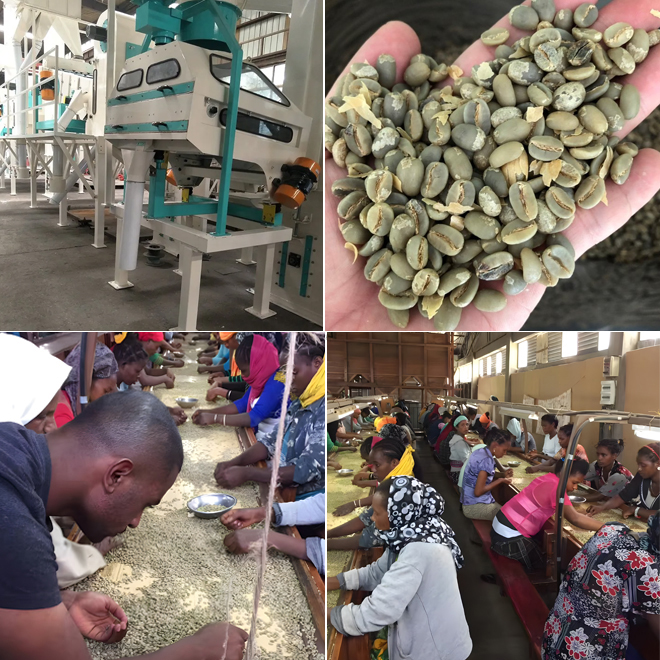 Transforming Dried Parchment into Premium Export-Quality Beans