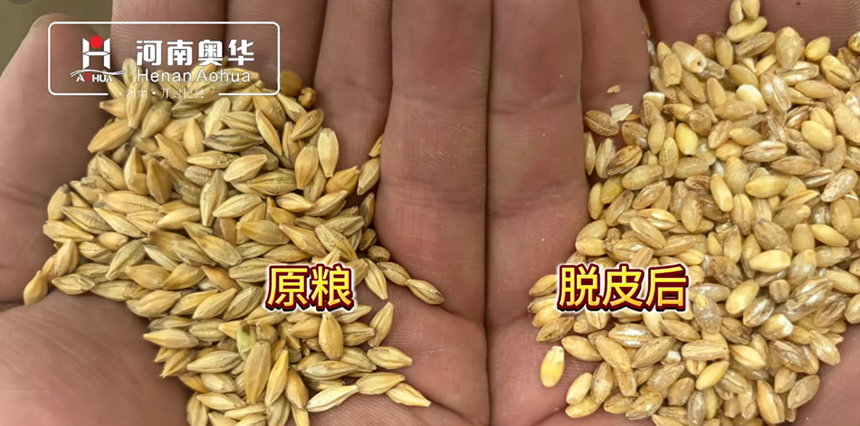 Barley Peeling Machine – The Ultimate Solution for Efficient Grain Processing
